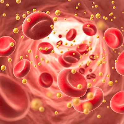 Suolistohormoni vaikuttaa kolesteroliin