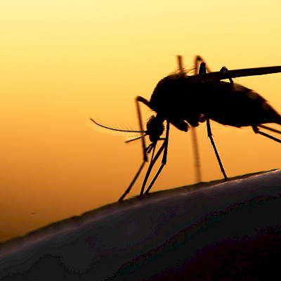 Muinaisen malarian geenit kertovat taudin leviämisestä